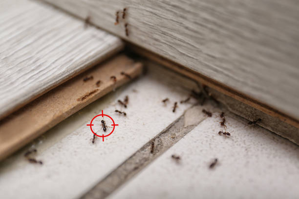 Best Commercial Pest Control Services  in Hoopers Creek, NC