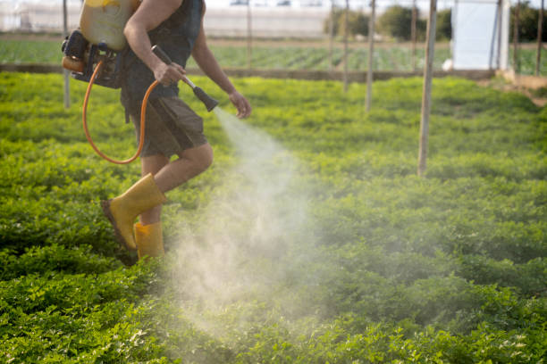 Best Wasp Removal Services  in Hoopers Creek, NC